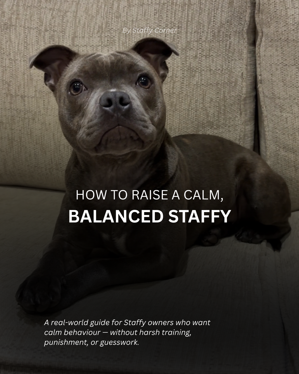 Calm, Balanced Staffy – Owner Guide
